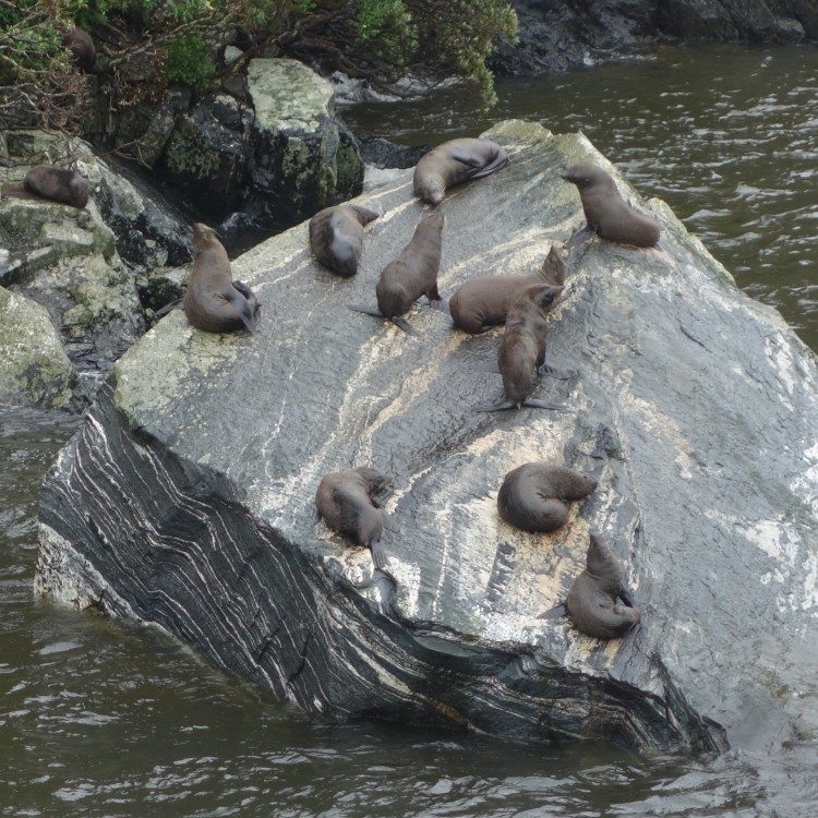Young seals bath on the rocks at Milford Sound - see them on your Milford tour.