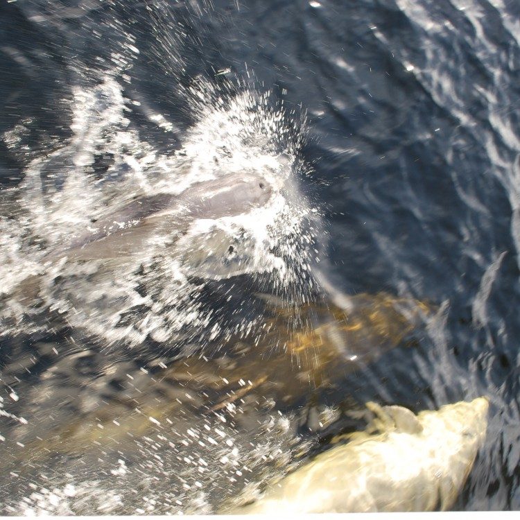 Playful Bottlenose Dolphins  under the boat on Doubtful Sound