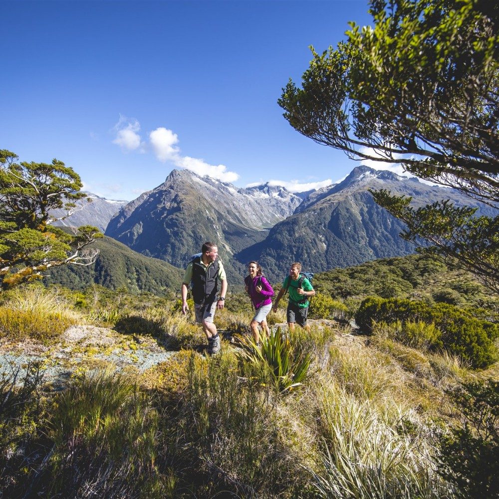 Hike through the alpine vegetation on the tops with your guide